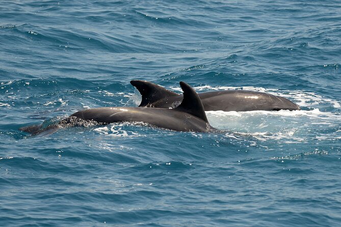 Full Day 3-Island Boat Cruise from Port of Kos - An hour on quiet Pserimos