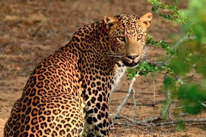 Galle ALL INCLUDED Tour from Hambantota Port (Shore excursions) - What the $95 price really covers