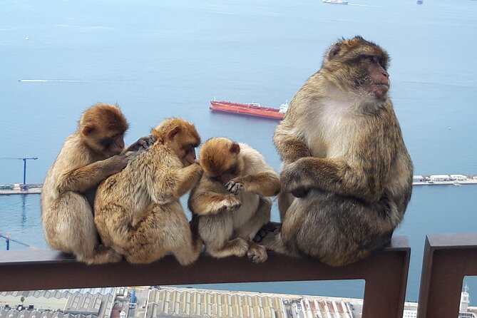 Gibraltar Sightseeing : Classic Shore Excursion (Private) - Why this private Gibraltar route works well from a port day