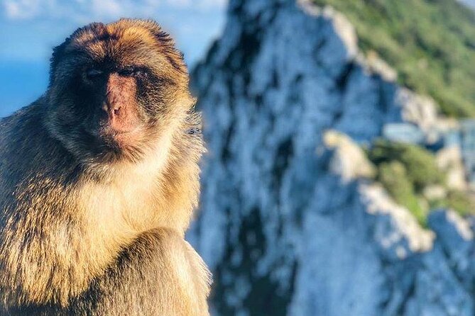 Gibraltar Sightseeing : Classic Shore Excursion (Private) - The Barbary Macaque Feeding Station is the liveliest stop
