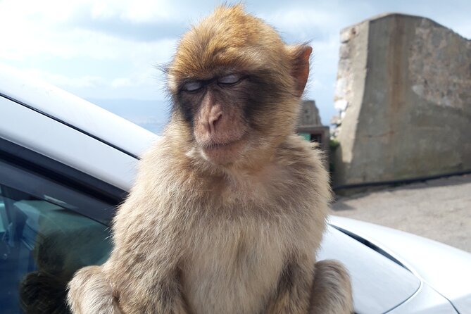 Gibraltar Sightseeing : Classic Shore Excursion (Private) - The Rock of Gibraltar gives you the essential first look