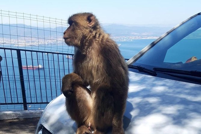 Gibraltar Sightseeing : Extended Rock Tour / Shore Excursion (Private) - Meeting Gibraltar’s Barbary macaques