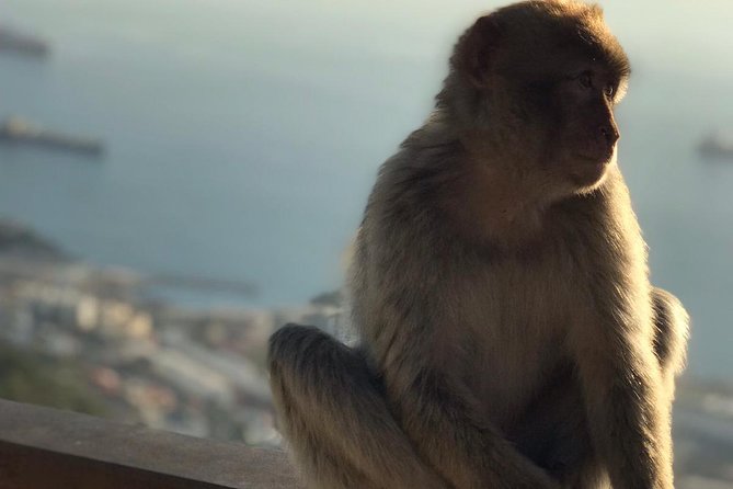 Gibraltar Sightseeing: Premium Rock Tour / Shore Excursion (Private) - Meeting Gibraltar’s Barbary macaques