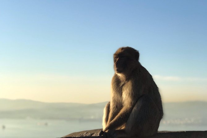 Gibraltar Sightseeing: Premium Rock Tour / Shore Excursion (Private) - World War II Tunnels and the military story