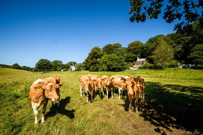 Guernsey: Half-Day Island Shore Excursion Tour - How much value do you get for $47?