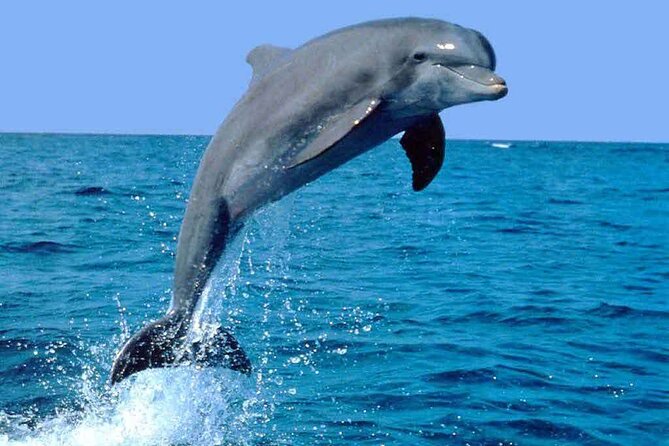 Half Day Dhow cruise to Telegraph Island (Shore excursions) - Dolphin watching along the fjord