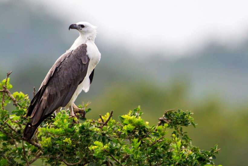 Hambantota Port: Yala National Park Safari (Shore Excursion) - Booking advice for a smoother day