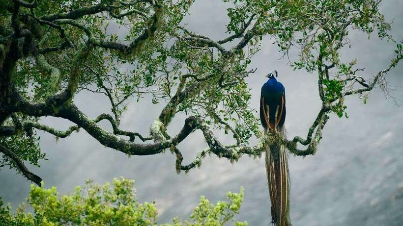 Hambantota Port: Yala National Park Safari (Shore Excursion) - Why Yala makes this shore trip special