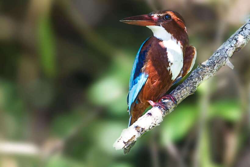 Hambantota Port: Yala National Park Safari (Shore Excursion) - The animals you have a realistic chance to see