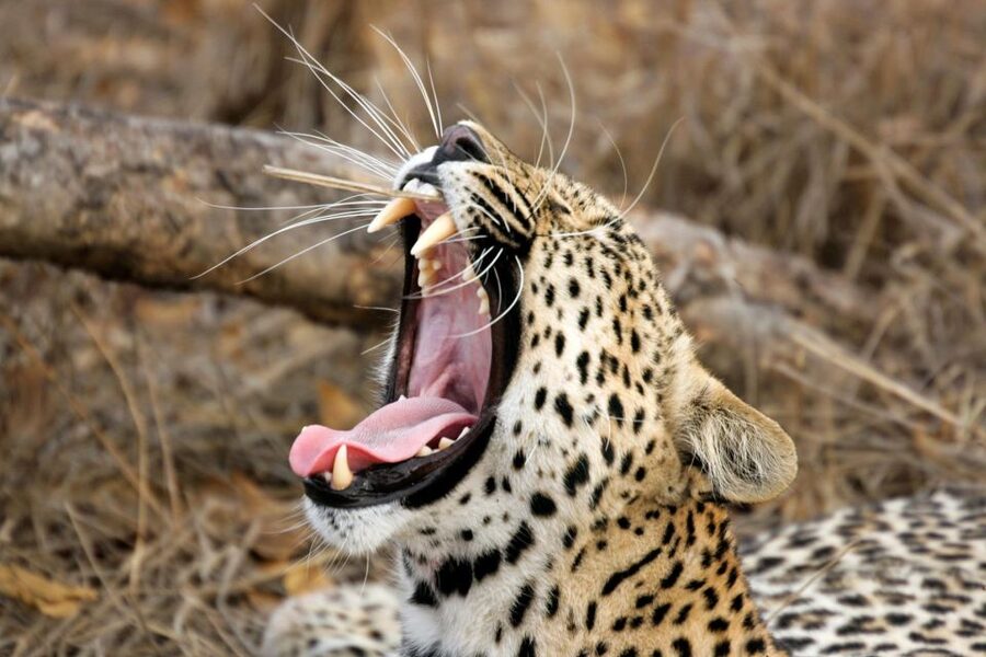 Hambantota Port: Yala National Park Safari (Shore Excursion) - The park’s scenery and coastal setting