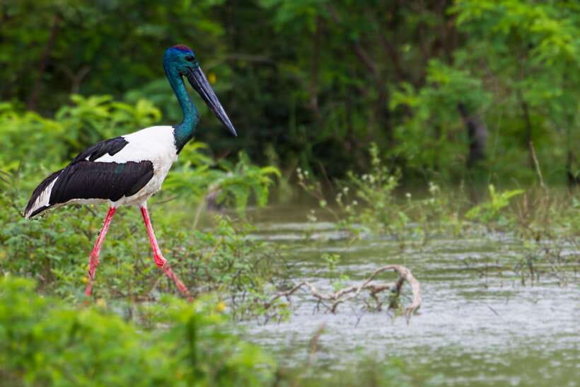 Hambantota Port: Yala National Park Safari (Shore Excursion) - What the price really includes