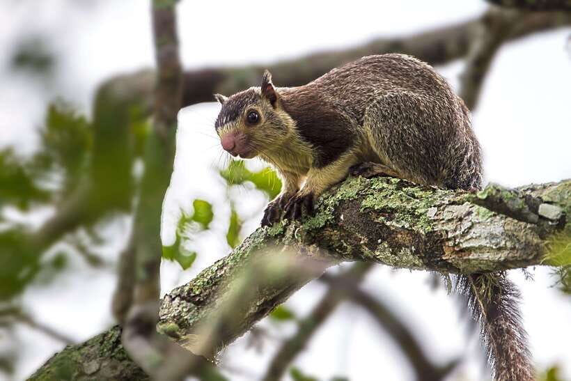 Hambantota Port: Yala National Park Safari (Shore Excursion) - Who will enjoy this Yala safari most