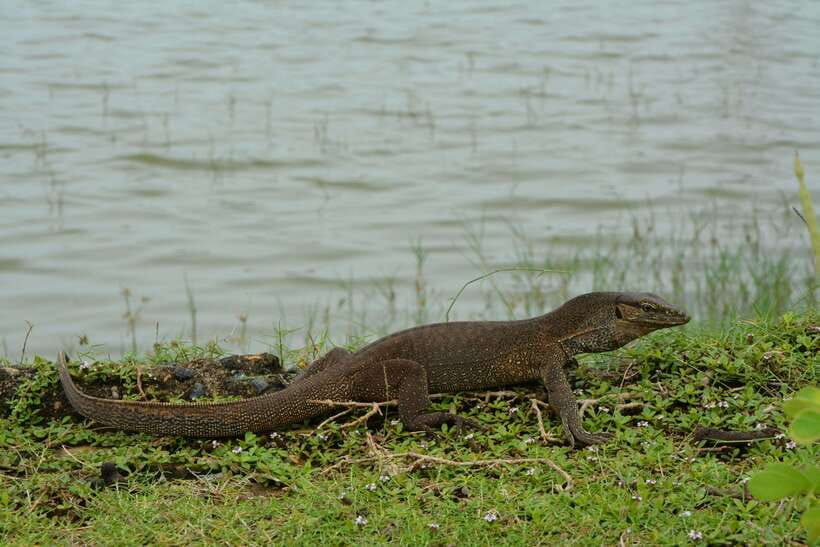 Hambantota Shore Excursion: Village and Cultural tour - Key points to know before you book