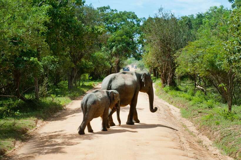 Hambantota Shore Excursion: Village and Cultural tour - Guide language and the private-group advantage