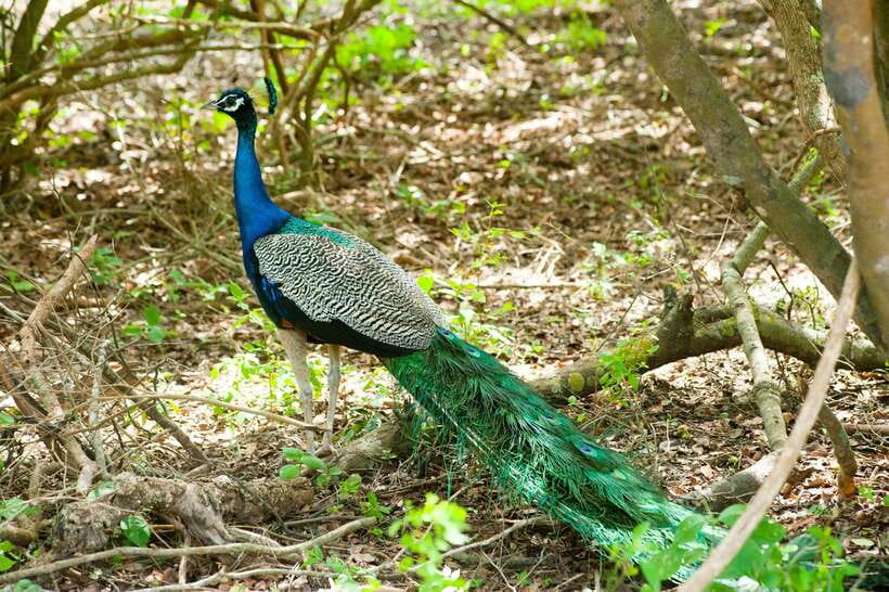 Hambantota Shore Excursion: Village and Cultural tour - Price, time, and shore-excursion value