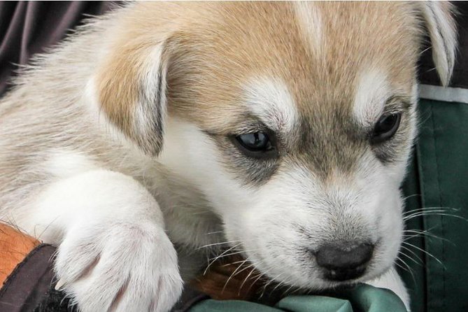 Helicopter To a Dogsledding Experience - What the helicopter ride adds