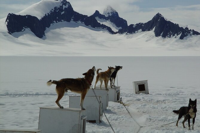 Helicopter To a Dogsledding Experience - Pickup, timing, and cruise ship planning