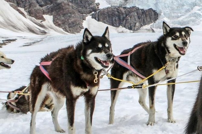 Helicopter To a Dogsledding Experience - Landing at Herbert Glacier