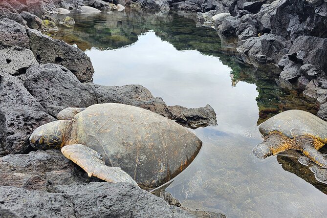 Hilo and Volcano National Park Tour for Cruise Passengers at port - Key points to know before you book