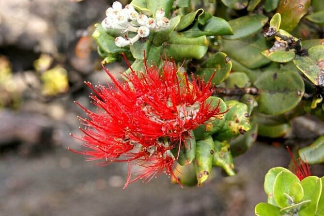 Hilo and Volcano National Park Tour for Cruise Passengers at port - Downtown Hilo and the farmers market