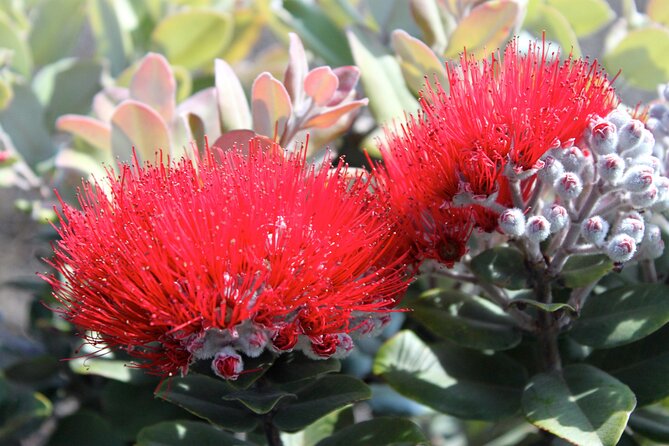 Hilo Shore Excursion: Active Volcano, Lava Tube, Waterfall and Gardens - Orchids, chocolate, and a taste of Hilo