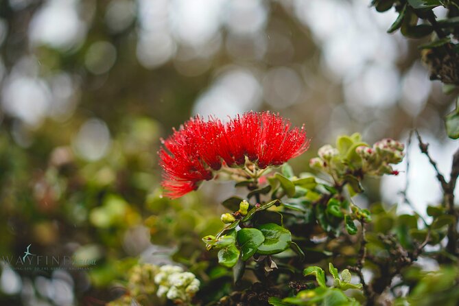 Hilo Shore Excursion: Private Kilauea Volcano Tour - Two hours on Chain of Craters Road