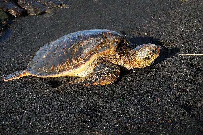 Hilo Shore Excursion: Volcanoes National Park & Black Sand Beach - Guides, group size, and the ride itself