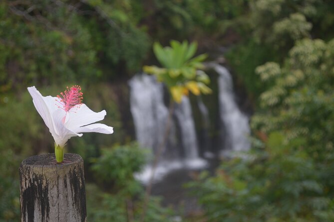 Hilo Waterfall Swim and Hike with Hilo Cruise Ship Pickup - Weather, cancellations, and cruise-day planning