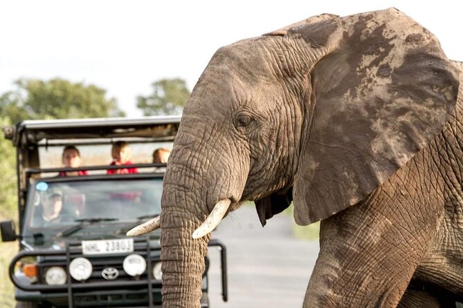 Hluhluwe Big Five Safari Richards Bay Shore Excursion - Key points to know before booking