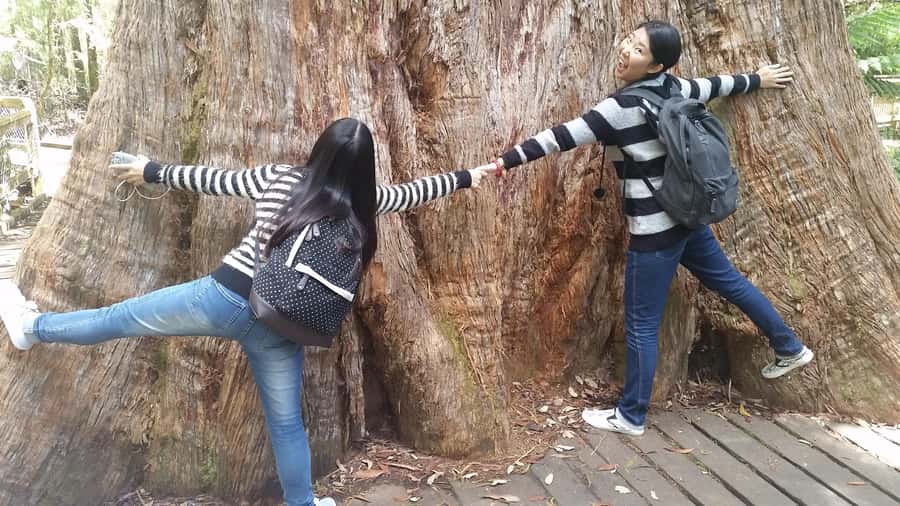 Hobart: Mt Field National Park & Wildlife Shore Excursion - Guides, pace, and the small-group feel