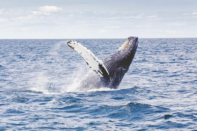 Icy Strait Shore Excursion: Whale Watching Adventure Tour - Key points to know before you book