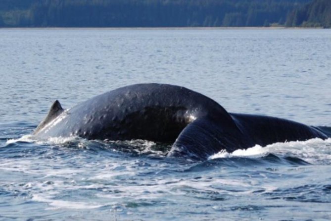 Icy Strait Shore Excursion: Whale Watching Adventure Tour - Why Hoonah is a strong place for whale watching