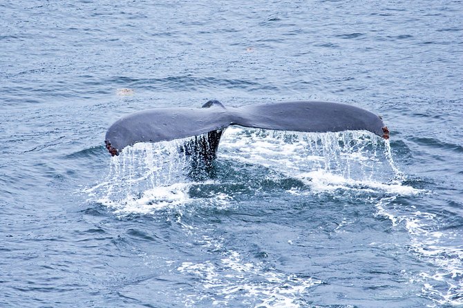 Icy Strait Shore Excursion: Whale Watching Adventure Tour - A small boat with room to watch from inside or out