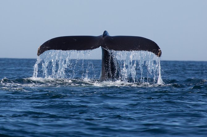 Icy Strait Shore Excursion: Whale Watching Adventure Tour - The crew adds biology and Tlingit perspective