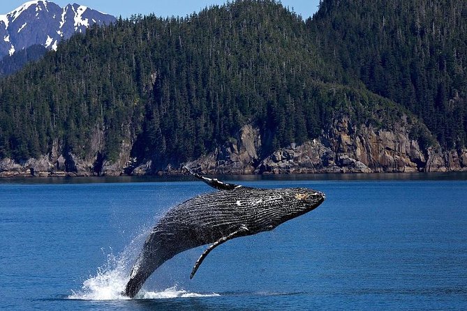 Icy Strait Shore Excursion: Whale Watching Adventure Tour - Leaving Icy Strait Point and watching for wildlife on the road