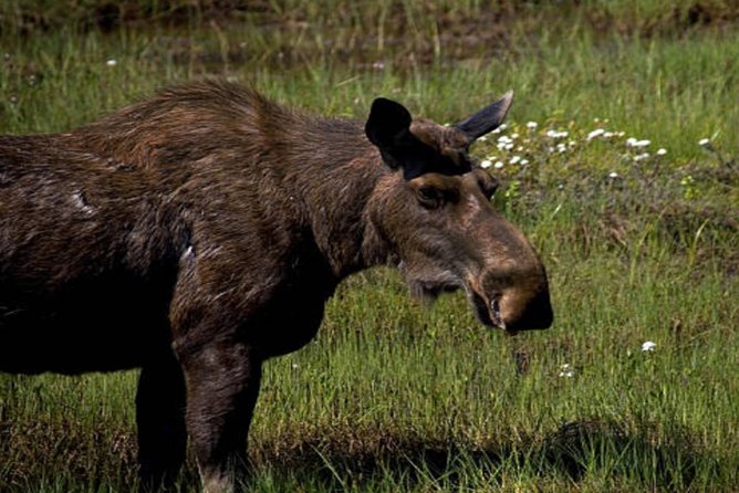 Icy Strait Small Group Shore Excursion: We're going on a bear hunt! - Is $379.77 a fair price?
