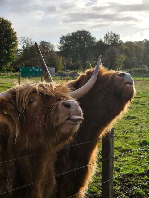 Invergordon Shore excursion, Culloden Battlefield, Loch Ness - Singleton Distillery is a useful extra, not the core attraction
