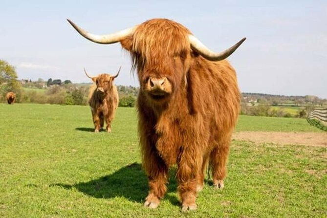 Invergordon Shore Excursions: Loch Ness, Culloden, Cawdor & More - Culloden Battlefield and the end of the Jacobite rising