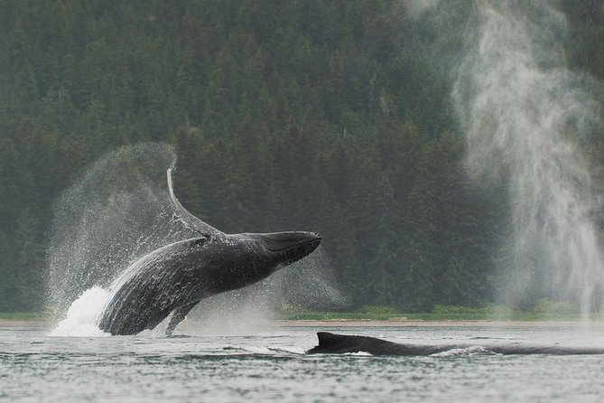 Juneau Shore Excursion: Paddle with Whales Kayak Adventure - Why This Juneau Paddle Is More Than a Whale-Watching Cruise