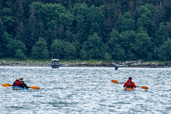 Juneau Shore Excursion: Paddle with Whales Kayak Adventure - Channel Islands State Marine Park by Double Kayak