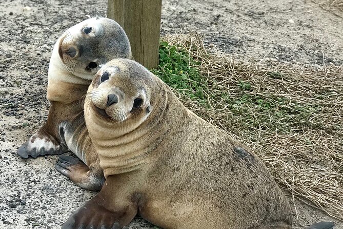 Kangaroo Island Shore Excursion Scenic Trail Tour - Key points to know before booking