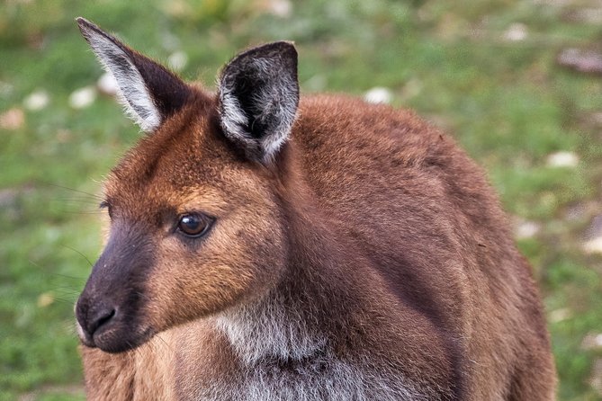 Kangaroo Island Shore Excursion Scenic Trail Tour - Starting at Penneshaw Cruise Port