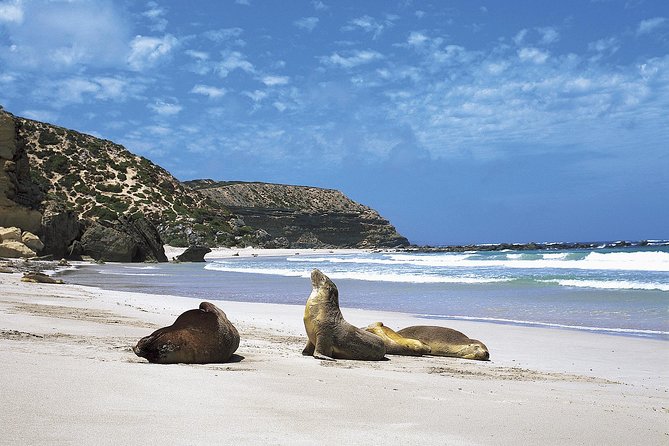 Kangaroo Island Shore Excursion Scenic Trail Tour - Seal Bay and the Australian sea lions
