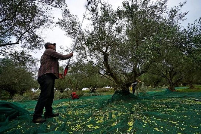 Katakolon Small Group Tour: Olympic site, Honey/Olive Oil Tasting - Should you book it?