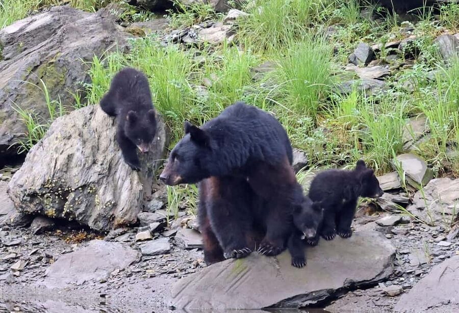 Ketchikan: Alaska Native Cultural and Scenic Shore Excursion - A Personal Introduction to Ketchikan