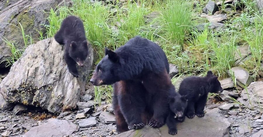 Ketchikan: Alaska Native Cultural and Scenic Shore Excursion - Totem Heritage Center and the Stories in Cedar