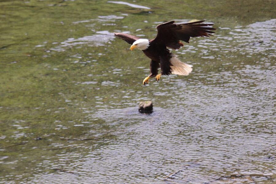Ketchikan: Alaska Native Cultural and Scenic Shore Excursion - Comfort, Timing, and Cruise-Port Practicalities