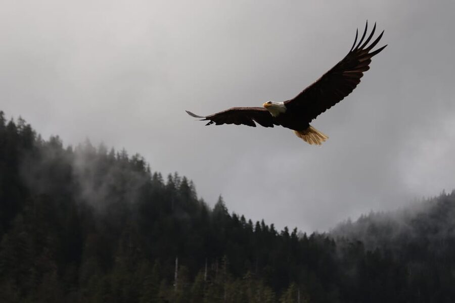 Ketchikan: Alaska Native Cultural and Scenic Shore Excursion - Is $80 a Fair Price?