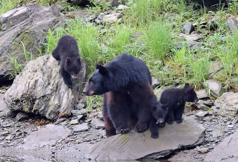 Ketchikan: Alaska Native Cultural and Scenic Shore Excursion - Who Should Book This Ketchikan Excursion?