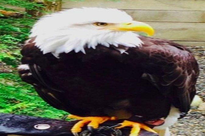Ketchikan Shore Excursion: Eagle Sanctuary and Rainforest Wildlife Center - Group size, walking, and practical comfort